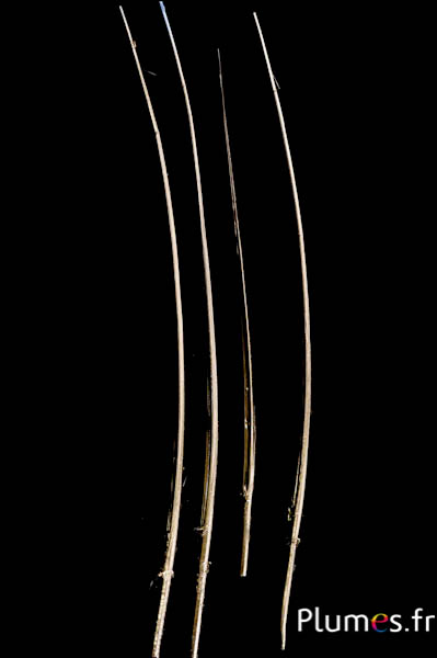 Oie rachis - 25-30 cm - doré